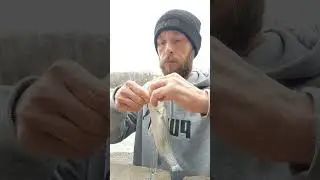 Another one #keepemtight #stayfishy #fishspecies #stayfishyadventures #freshwaterfish #keepfishing