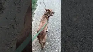 Walks With Rowdy: 30 mile Dog Walk Challenge  for #stopsoldiersuicide 