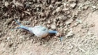 #Nature Snail Like a Sand