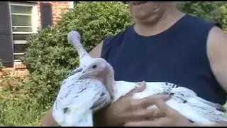 Royal Palm Turkey Poults - So Cute!