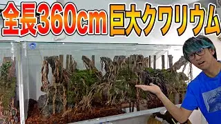 特注で作ってもらったレイアウトにヘラクレスオオカブト達を入れたら野生化した