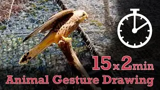 Animal Drawing References #241 - 15x2min poses - Lesser Kestrel