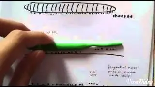 How Earthworm Moves