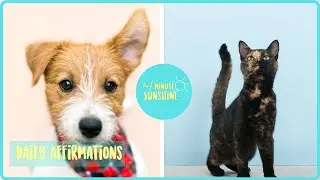 These Pets Crack Me Up (funny and cute compilations)