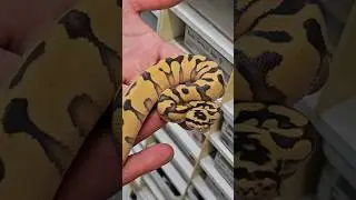 SUPER ENCHI PASTEL CANTALOUPE YELLOW BELLY #ballpython