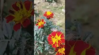 ruth aagyi re #bollywoodsongs #song #music #basant #shorts #short #viral #trending  @Shorbjoshi7988