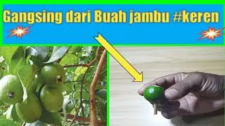 Cara membuat Gangsing  Dari buah jambu