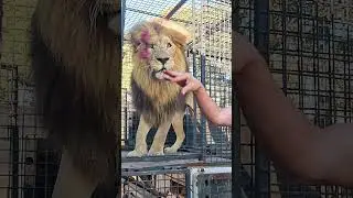 How to Unload LIONS #animals #fun #cat