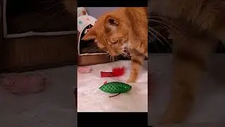 CHRISTMAS CAT BED DRAMA - Cats Must Have the Same Cat Bed - Sassy Kitty Cats #Shorts