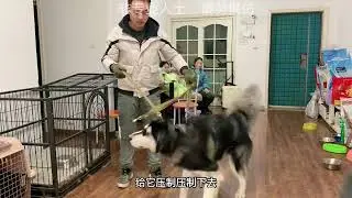 阿拉斯加11曾经咬伤过几十人，咬人经验非常丰富，第一课先破它胆