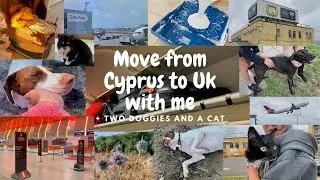 Move from Cyprus to UK with me, two doggies and a cat