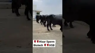 India&rsquo;s Best Milkline Murrah Bull at HSB