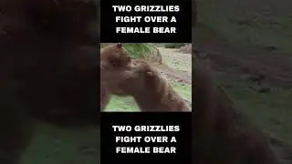 Two Grizzlies Fight Over a Female Bear: You Won&rsquo;t Believe What Happens Next!#shorts #bear