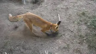 Kotorék ásó róka / Crawl digging fox