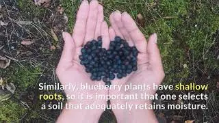 Ty Ty Nursery Explains How to Plant, Care for, and Harvest Blueberry Bushes