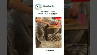 A sneaky kitten steals food right off the table