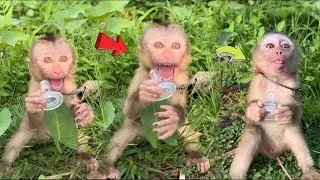 Video Baby Monkey crying Big wants to be cuddled   Baby Monkey Tom