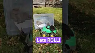🐱🤍Always exploring! #cute #kittens #catflixandchill #adventure #joy #rest #wellnesswheel