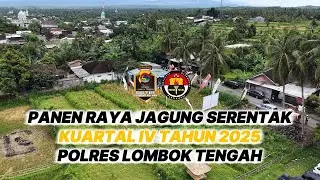 Panen Raya Jagung Kuartal IV Tahun 2025