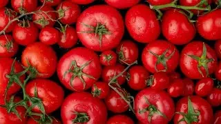 টমেটোর অবিশ্বাস্য সব স্বাস্থ্য উপকারিতা | Benefits of Tomatoes
