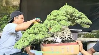 Review Bonsai INDONESIA  ISTANA BONSAI BALI
