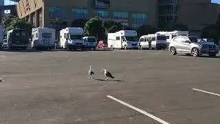 Black-backed gulls being dive-bombed by red-billed gull