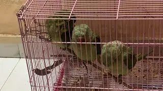 New baby parrot in my house | Shona shoni Shonuuu 🙃