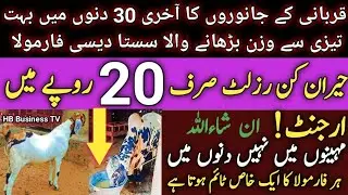 How to increase the weight of Eid animals very fast | Weight gain farmola for Goats | HB Business TV
