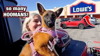 Malinois Puppy 1st Public Outing
