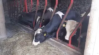 🔥🔥Byki🔥🔥 opasy mieszańce limusine simental Hf