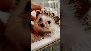 hedgehog who hates bathing / #shorts #pet #healing #hedgehog