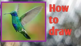 How to draw Hummingbird #20 sketch tutorial