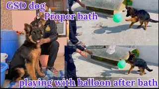 German shepherd dog proper bath #playingvlog # gaurd dog# family dog