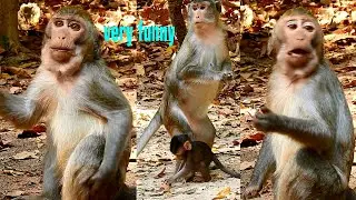 Look at Anna mother standing straight & Alba baby super hungry eating peanut nearly breaking mouth.