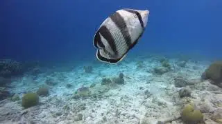 banded butterflyfish