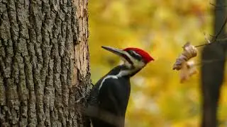Pileated Woodpecker Pecking 🌳🐦