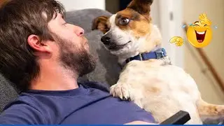 Super Funny Animal Video Clips  😹🐶 The Funniest Cat & Dog Moments Compilation 😁