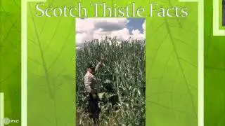 Scotch Thistle: Adopt-a-Spot Training Video