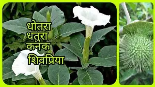 धोतरा वनस्पती।dhatura|कनक|Dhotara।शिवप्रिया|।चला धोतरा विषयी थोडक्यात माहिती|shivpriya