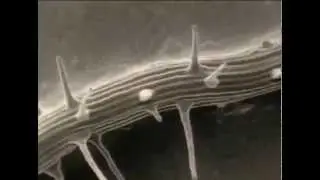 Basiswissen BIO I &ndash;  Pflanzenzellen, Fotosynthese, Atmung Trailer MedienLB