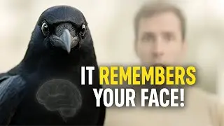 Inside a Crow's Mind &ndash; The Bird That Never Forgets Your Face