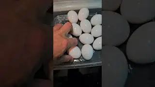 How to use the Bella Egg Cooker