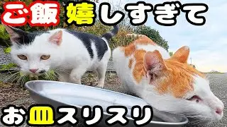 空腹で鳴いていたボクシング猫にご飯をもっていくと嬉しくて・・・ さくらねこへのエサやり ホクロちゃん ちくわ君【視聴だけでも猫を助けることになります】支援者様 視聴者様に神のご加護を！