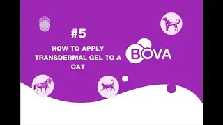 How to apply transdermal gel to a cat