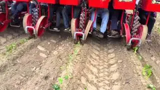 C&M (Checchi & Magli) Foxdrive transplanter--sweet potatoes