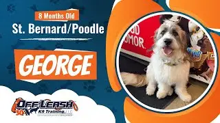GEORGE-8 Month Old- St. Bernard/Poodle-Community K9-Best Dog Trainers Florida