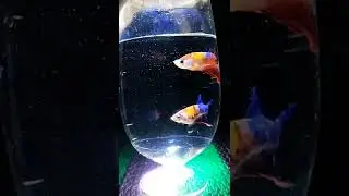 NeMo CAnDy BeTtA PaiR🧡💛💙❤