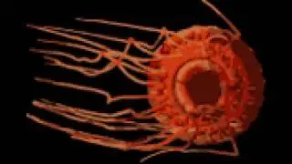 Atolla Jellyfish (The Deep Sea)