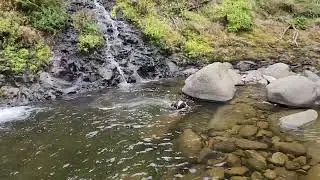 Eddie swimming at Triple Falls