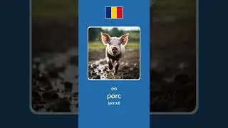 10 Common Animal Names in Romanian